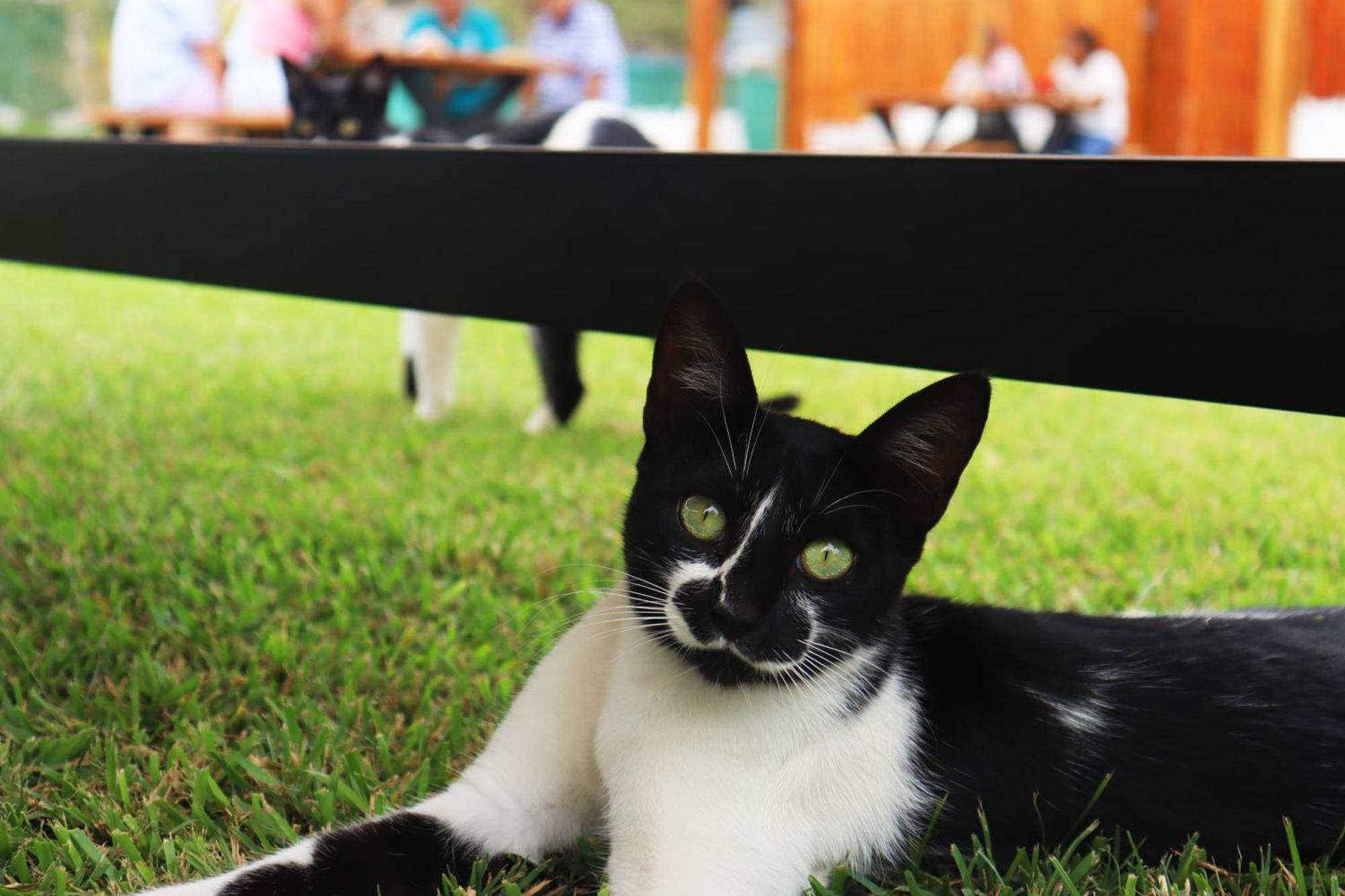 Los Andes - Restaurant & Bungalows เซียเนกียา ภายนอก รูปภาพ