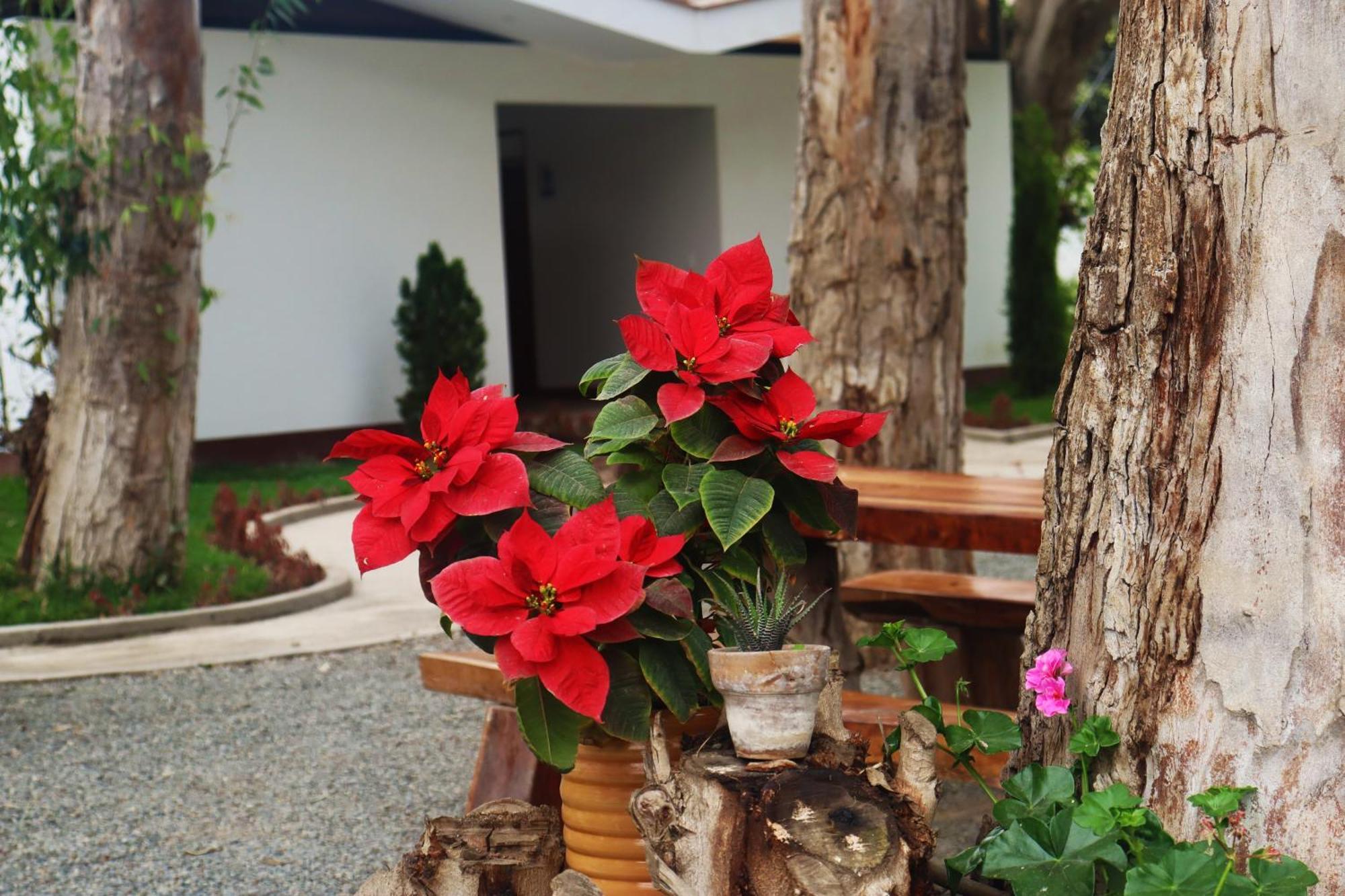 Los Andes - Restaurant & Bungalows เซียเนกียา ภายนอก รูปภาพ